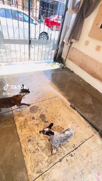 Características de los Perros Pastores