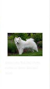 Fun Facts about the American Eskimo Dog Breed #americaeskimo #dogshorts #dogvideos