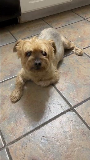 Mr Peabody has stage four cancer please pray for me #yorkie#cancer