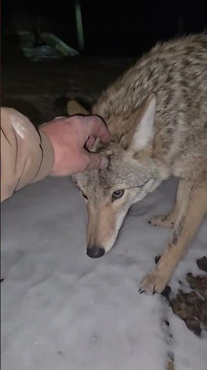 Snow Puppy! 🐺 #weavethecoyote #coyote #cute #animals #animal #nature #wildlife #friends #love #life