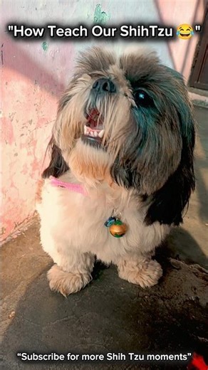 Teaching My Shih Tzu a New Trick 🐶 | Dog Training Short #shorts
