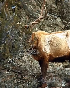 Bull elk shed their antlers every year as part of their natural cycle, a process triggered by dropping testosterone levels after the mating season