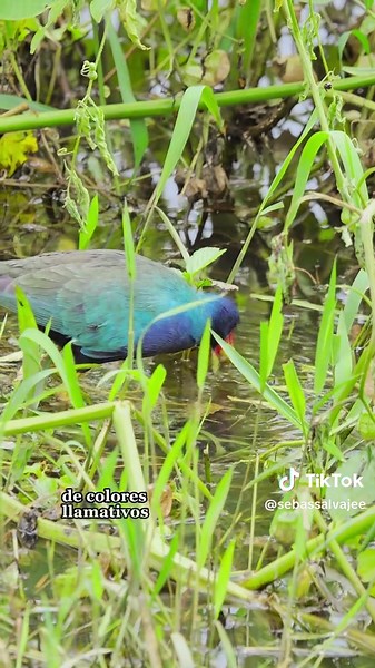Tingua Azul: Un Tesoro de Fauna Colombiana