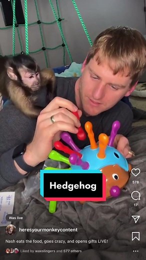 Funny Monkey Stealing Pegs and Discovering Hedgehog