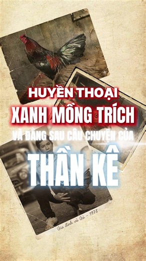 Huyền Thoại Chiến Kê Xanh Mồng Trích