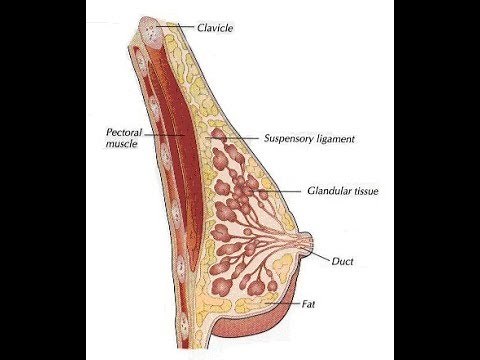 Physiologie de la lactation