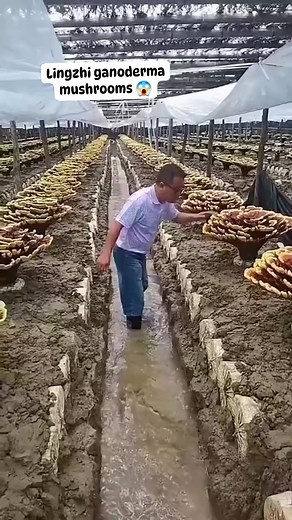 29K views · 75 reactions | Lingzhi Ganoderma mushrooms #mushrooms #lingzhi #ganoderma #mushroomfarming #resources | Shirley Chavez Mendoza | Facebook