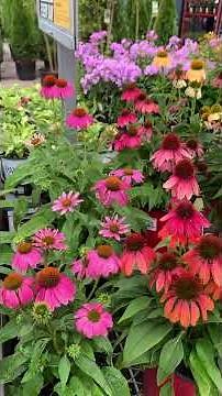 Gorgeous Coneflowers! #flowers #garden