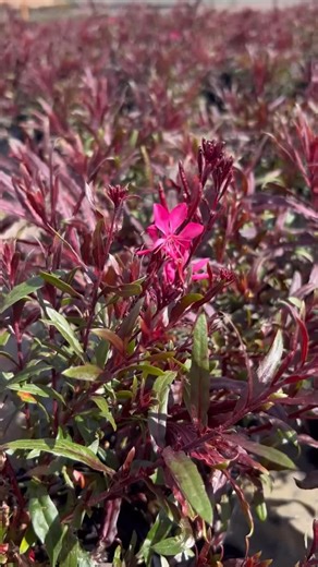 Benara Nurseries on Instagram: "Pretty in pink 勺 Gaura Belleza Dark Pink brings endless fluttery blooms to Spring ✨"