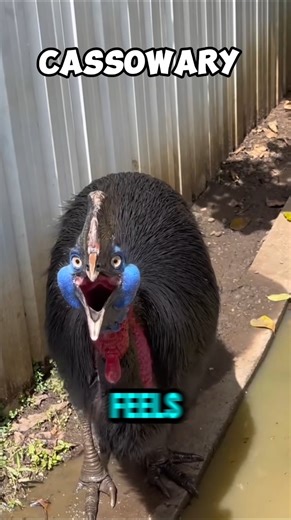 Top 5 Most Terrifying Bird Sounds in the World‼️🤯 #animals #shorts
