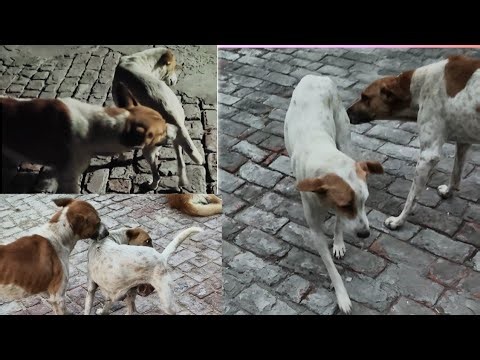 Dogs Mating Video/Dog Fight Hunting Funny Videos