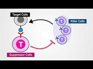 Engineering synthetic suppressor T cells that execute locally targeted immunoprotective programs