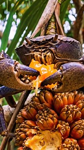 Coconut crab vs tropical island fruit #COCONUTCRAB #crab #fruits #fbreels #clawverseai | ClawVerse AI
