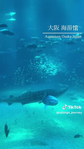 【難波からわずか30分】 📍海遊館(大阪) 一生に一度は訪れたい大阪にある水族館。 とっても大きな2頭のジンベイザメで有名🐋 —————————————————— 【Just 30min from Namba】 📍KAIYUKAN(Osaka) This is an aquarium in Osaka that you should visit at least once in your life. This place is famous for its two giant whale sharks🐋 —————————————————— 【距难波仅 30 分钟】 📍 海游馆(大阪) 这是一生中至少应该去一次的大阪水族馆 这个地方以两条巨型鲸鲨而闻名🐋 —————————————————— #osaka #japan #japantrip #aquarium #travel #familytrip