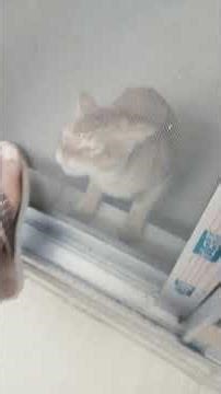 Baby Cat Playing From My Shoes Net Window