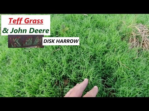 Teff Grass Hay & John Deere KBA Disk Harrow