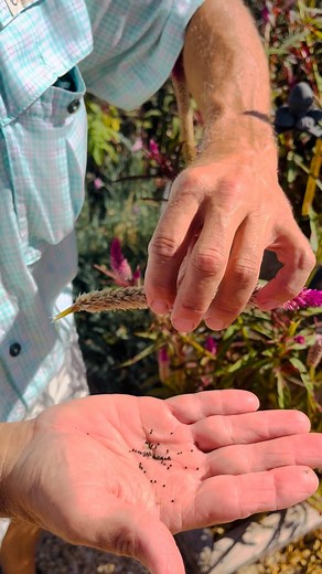 1.2K views · 176 reactions | September is hard on the garden. As we go into October we want to look back at some plants that really shown in the dry heat of last month. #september #october #fallgarden #garden #nativeplants | Petals From The Past | Facebook