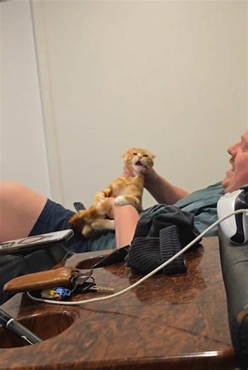 Hilarious Moments with Orange Cats