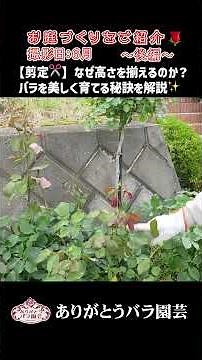 四季咲き性バラの花壇での花がら剪定テクニック2 ｜ありがとうバラ園芸