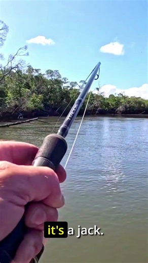 Barramundi from structure on ZMan PrawnZ Elite. #fishing #shorts #barramundi #lurefishing #zman