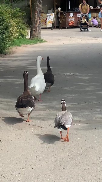 Sentiti oca… #aristocats #duck #zoom