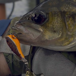 Now in stores! TT FlashPoint Tail Spinners have a seductive, swaying swimming action in the water, combined with that tail flash that attracts fish and triggers strikes! Check them out in action! Available in three sizes, 33mm (9g), 37mm (14g) and 43mm (22g), the FlashPoint tail spinner is a versatile presentation that can be effectively used as a search bait, achieving long casts and getting down into the strike zone, while also making a dynamite option for vertically fishing structure, bait an