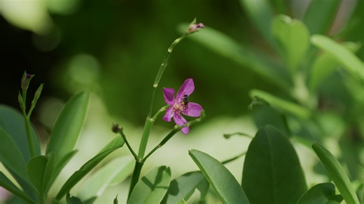 Flower, Leaves, Tree, Ginseng