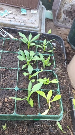 How to get free plants - did you know that you can overwinter chrysanthemums and take cuttings? Now is the time to be doing this #gardeninghacks #flowergarden #cottagegarden #gardeningtips #selfsufficiency | Gardening and Foraging uk | Facebook