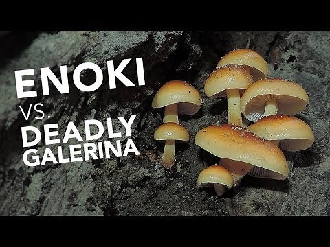Learn To Identify Wild Edible Enoki Mushrooms