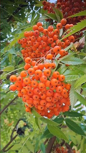 마가목열매 — Rowan Tree Berry / Mountain Ash Berry / Sorbus Berry / Korea