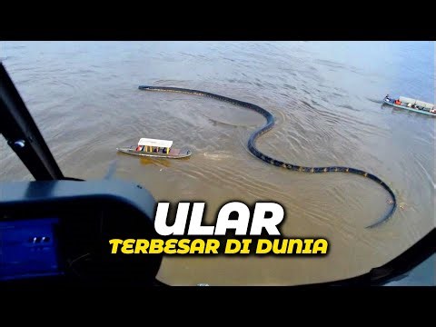 Their Size Will Make You Shiver! 😱 These Are the Largest Snakes Ever Captured on Camera!