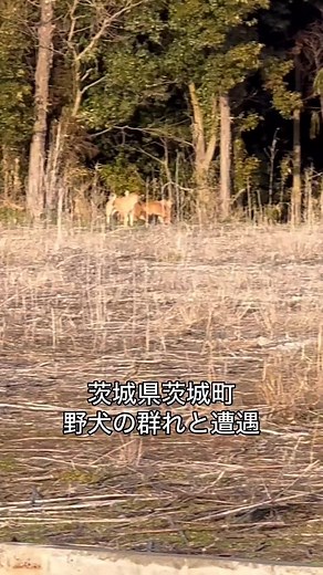秋葉犬の現状と地域住民との連携の重要性