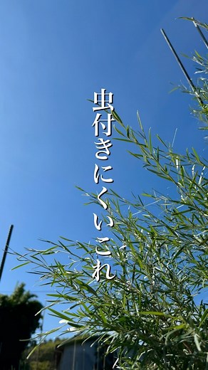 庭木の知識/好みの庭木に出会える/makoto takahashi on Instagram: "虫のつきにくいこれ↓↓↓ _____.______._____.____ 虫のつきにくい庭木を紹介します😌 🌿ティーツリー 常緑高木 オーストラリア原産の樹木が、近年日本では人気が出てきてます。 雪の様なフワフワの花と、アロマの原料にも使われる程、葉っぱの香りが物凄く良いです。 切り花としても、家の中で楽しめるのも魅力。 ✔️植栽の注意点は、成長は早いので広い場所に植える事❗️ ✔️成長抑える方法としては、鉢植えにすればかなり抑えれる 🌿シルバーティーツリー 常緑中木 ティーツリーの仲間でシルバーリーフの葉っぱが美しく、成長も遅く虫も付きにくく手入れもしやすい。 花はモフモフでは無くて、カッパーグローと同様な白花が咲きます。 🌿カッパーグロー 常緑中木 ティーツリーの仲間で、唯一の赤葉の品種 庭の挿し色に使える！ ワインレッドの葉っぱが美しく香りも良く、成長も遅いのも魅力。 切花として家でも楽しめます。 🌿リトルジェム 常緑中木 タイサンボクの矮性種で、夏の暑さにも抜群に強く。 