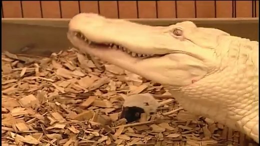 Wie gefährlich ist das Albino Krokodil? | Galileo | ProSieben