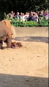 Gestern bei uns geboren: Ein kleiner Bison-Bulle. Mutter "Lakota" schleckt ihn unmittelbar nach der Geburt sauber & stärkt die Mutter-Kind-Bindung. Herzlich willkommen im Leben, kleiner Zottel. Video: Franklin Wilhelm | Kölner Zoo