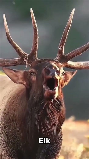Weird Animal Sounds You Won’t Believe Exist! 😱🔊
