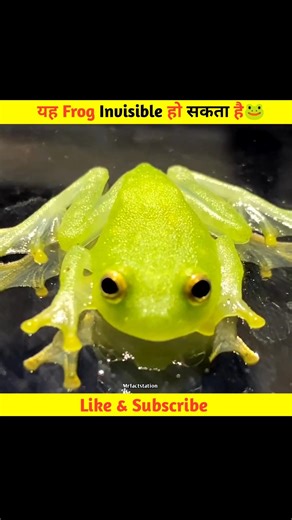 🐸Ye frog itna transparent hai ki iska heart or intestine tak dikh sakta hai#facts #viral #shorts