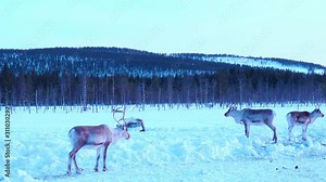 Finnish forest reindeer herd in Snowy Lapland. Rangifer tarandus fennicus