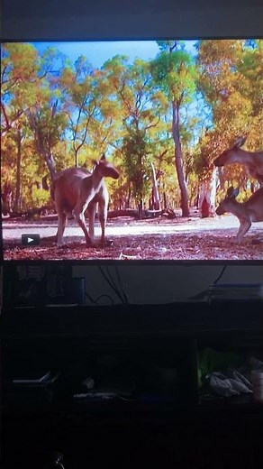 Kangaroo mating up close