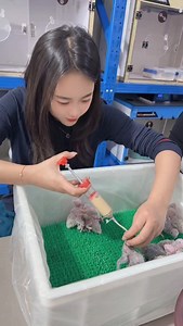 4.4K views · 2.4K reactions | Parrots, hand-raised parrots, cute and adorable parrots | Kasim Birds Farm | Facebook