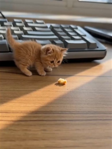 Desktop Pet Cat: How to Get a Cute Virtual Cat for Your Desktop