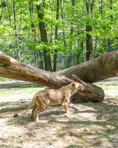 Burgers' Zoo on Reels