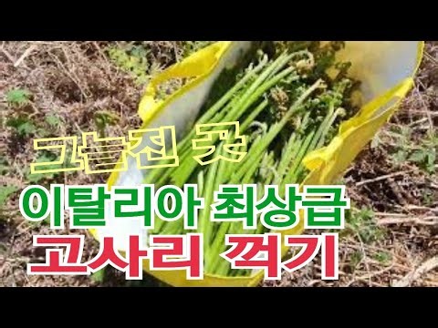 이탈리아 야생 자연산 고사리 꺾기🌿 그늘진 숲속 A++ 최고급 고사리 꺽기