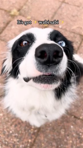 Ladybug 🐞 the Border Collie on Instagram: "My wabi sabi girl 😌 she may not have the most symmetrical face on earth, but she’s the cutest goblin, hands down 🙌 #wabisabi #bordercollie #imperfections #perfect #dog #dogsofinstagram #dogoftheday #dogreels #dogsofinsta #bordercolliemix #trending #trendingaudio #dogtrends"