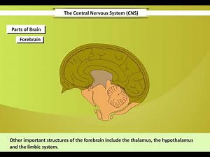 Central Nervous System | Brain | Learn and understand