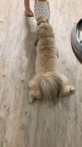 That's lazy playing right there 😂 | Shih Tzu Lovers