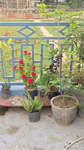 Amina ki jaan he aaqa ❤️#viralvideo#shortsvideo#islamicvideo🤲