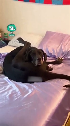 Doing the downward doggy I think 😂 #dogs #funny