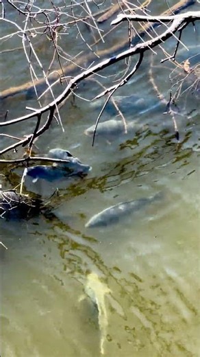 #fish #Minnesota #Mississippi #River #animals #wildlife #wildanimals #mn #outdoors #spring #nature