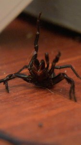 1.3M views · 10K reactions | Most dangerous spider to humans found in home  | Untamed | Facebook